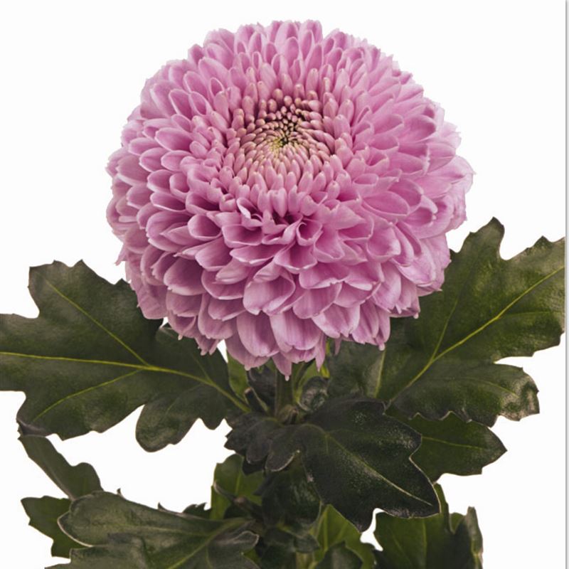 VANYA PINK